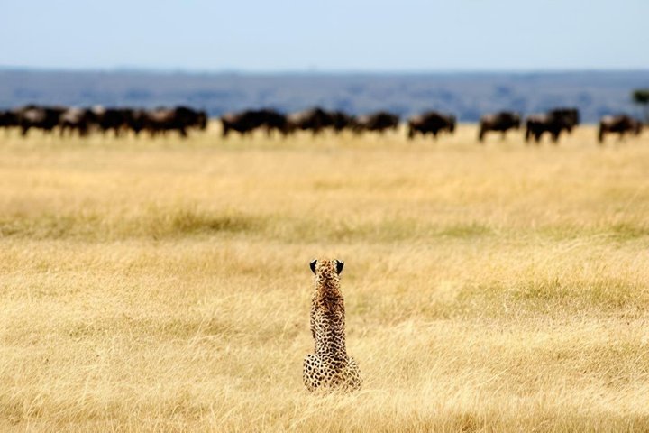 4 Day Safari from Zanzibar to Serengeti and Ngorongoro Crater