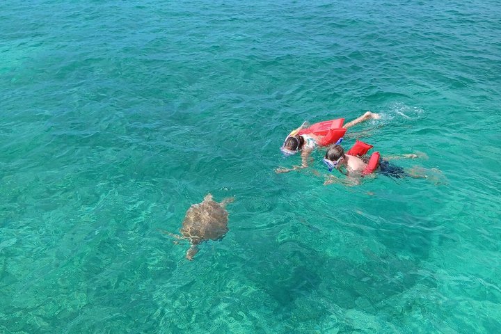 Private Nassau Rose Island Boat Tour Swimming Pigs, Turtles