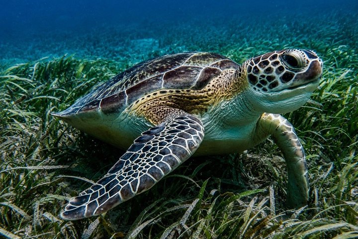 Vieques: Snorkeling Tour with Sea Turtles and Stingrays