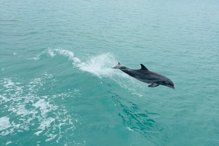 Early Bird Eco Tour and Dolphin Watch