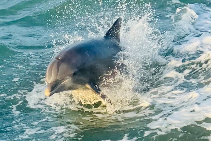 Early Bird Eco Tour and Dolphin Watch
