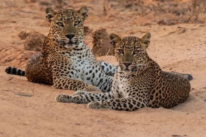 Full day / Half Day WildlifeAdventure in Yala-National-Park