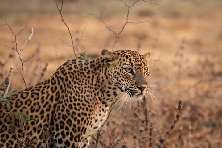 Full day / Half Day WildlifeAdventure in Yala-National-Park