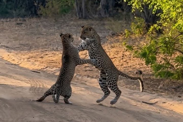 Full day / Half Day WildlifeAdventure in Yala-National-Park