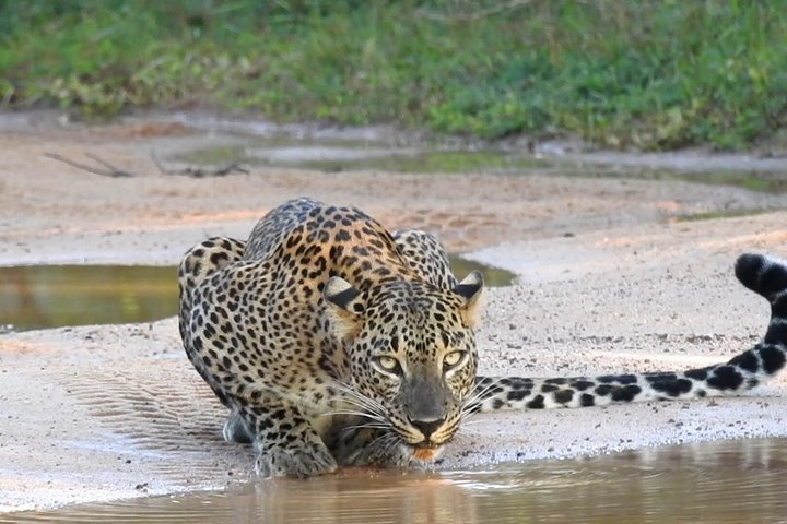 Full day / Half Day WildlifeAdventure in Yala-National-Park