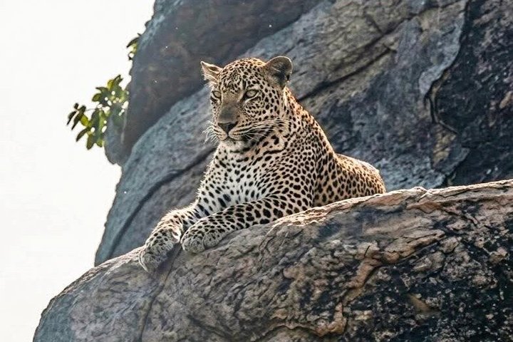 Full day / Half Day WildlifeAdventure in Yala-National-Park