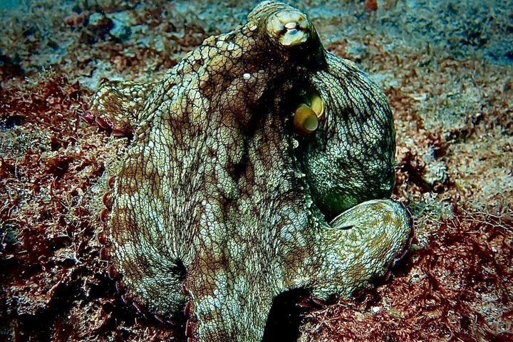 Vieques: Snorkeling Tour with Sea Turtles and Stingrays
