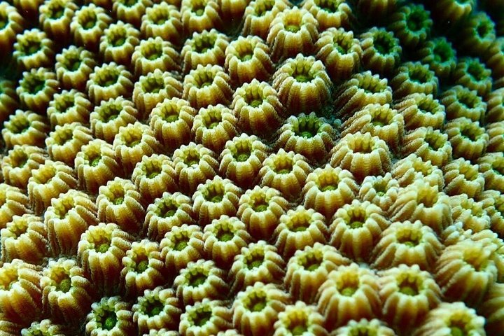 Vieques: Snorkeling Tour with Sea Turtles and Stingrays