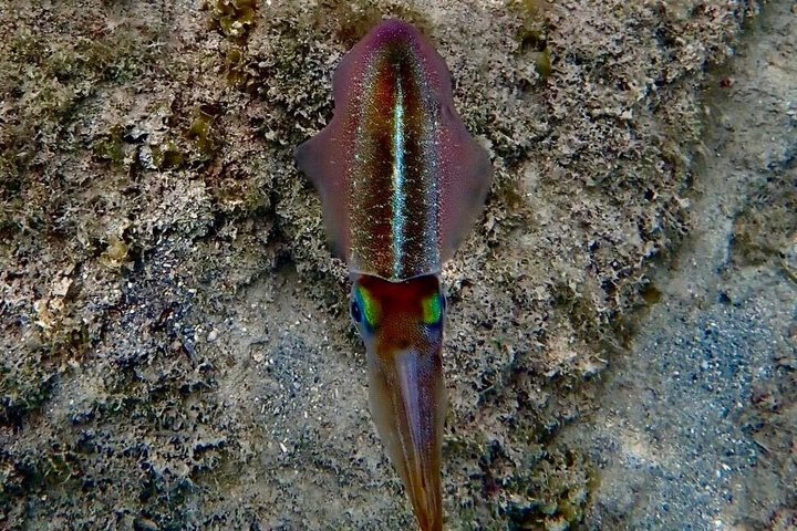 Vieques: Snorkeling Tour with Sea Turtles and Stingrays