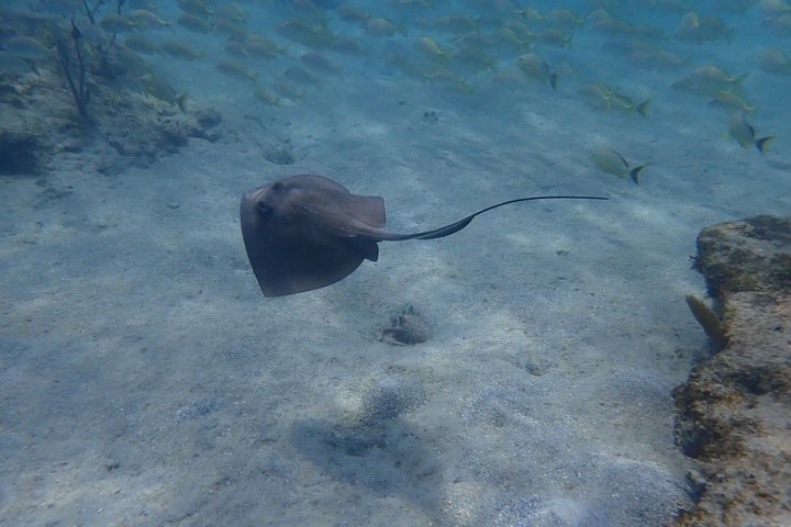 Vieques: Snorkeling Tour with Sea Turtles and Stingrays