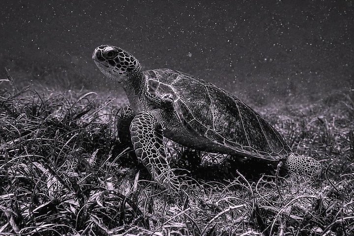 Vieques: Snorkeling Tour with Sea Turtles and Stingrays