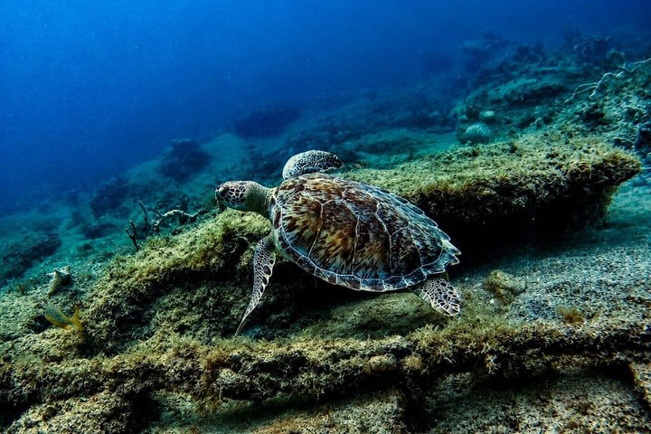 Vieques: Snorkeling Tour with Sea Turtles and Stingrays