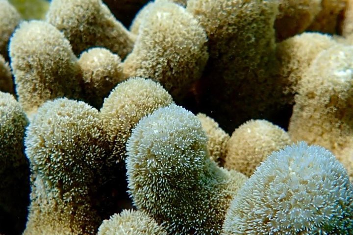 Vieques: Snorkeling Tour with Sea Turtles and Stingrays