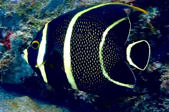 Vieques: Snorkeling Tour with Sea Turtles and Stingrays