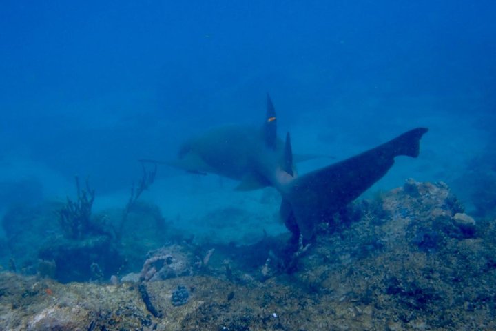 Vieques: Snorkeling Tour with Sea Turtles and Stingrays