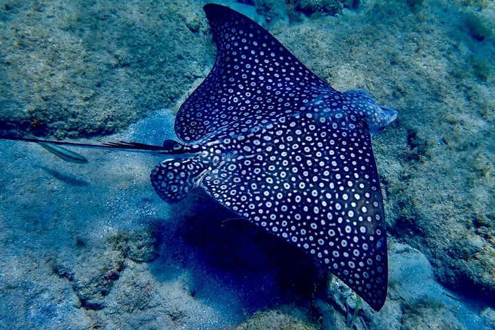 Vieques: Snorkeling Tour with Sea Turtles and Stingrays
