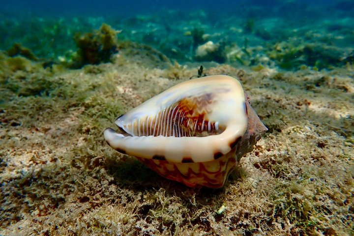 Vieques: Snorkeling Tour with Sea Turtles and Stingrays