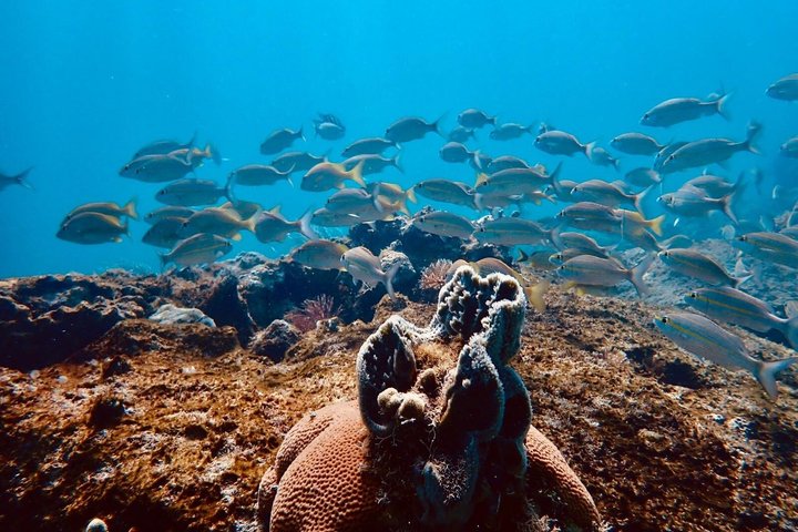 Vieques: Snorkeling Tour with Sea Turtles and Stingrays