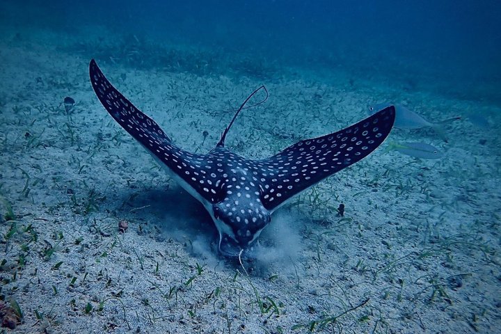 Vieques: Snorkeling Tour with Sea Turtles and Stingrays