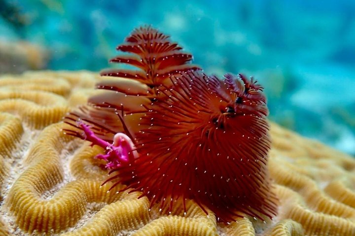 Vieques: Snorkeling Tour with Sea Turtles and Stingrays