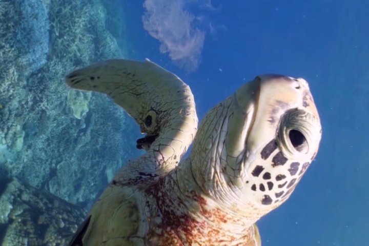 Vieques: Snorkeling Tour with Sea Turtles and Stingrays