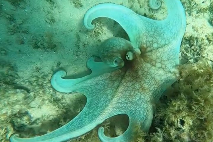 Vieques: Snorkeling Tour with Sea Turtles and Stingrays