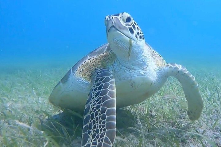 Vieques: Snorkeling Tour with Sea Turtles and Stingrays