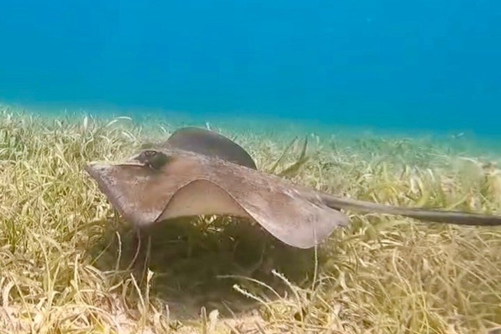 Vieques: Snorkeling Tour with Sea Turtles and Stingrays