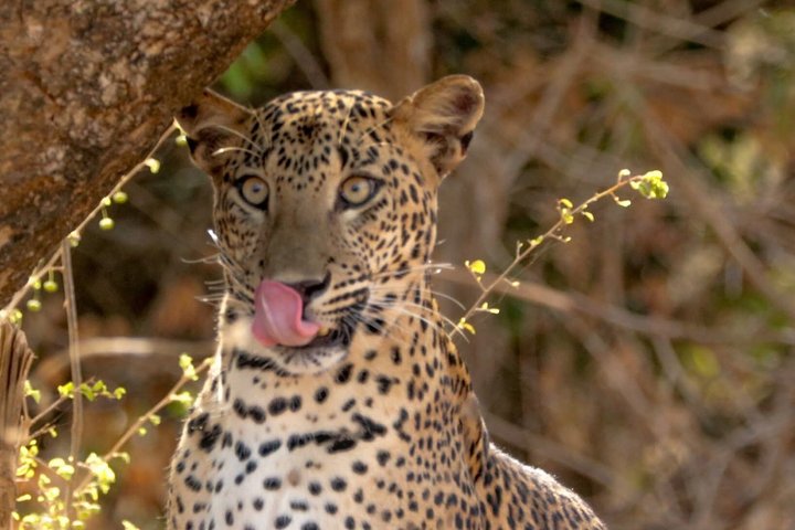 Full day / Half Day WildlifeAdventure in Yala-National-Park