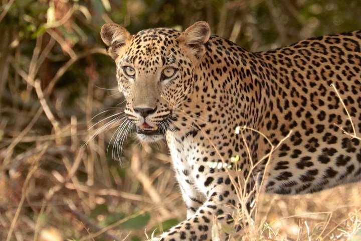 Full day / Half Day WildlifeAdventure in Yala-National-Park