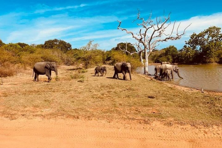 Full day / Half Day WildlifeAdventure in Yala-National-Park