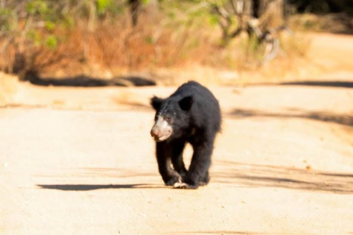 Full day / Half Day WildlifeAdventure in Yala-National-Park