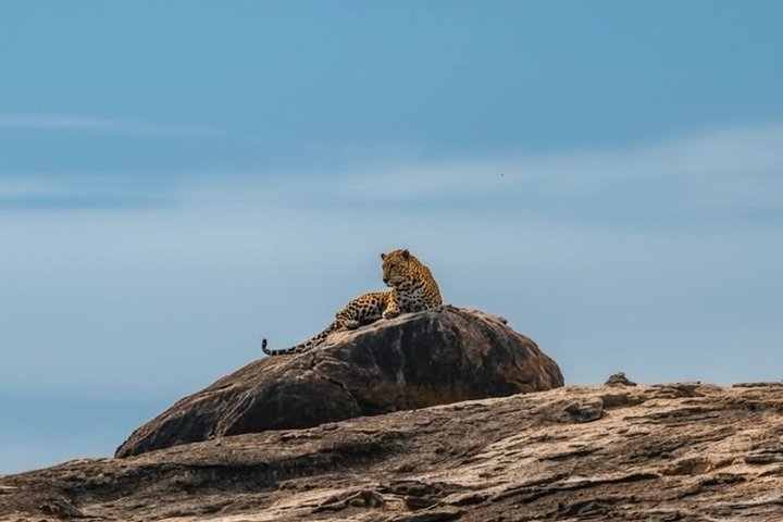 Full day / Half Day WildlifeAdventure in Yala-National-Park