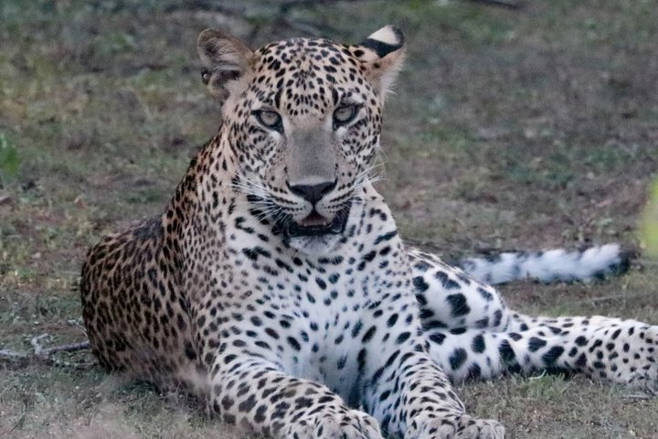 Full day / Half Day WildlifeAdventure in Yala-National-Park