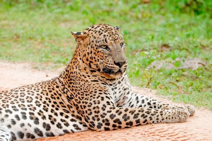 Full day / Half Day WildlifeAdventure in Yala-National-Park