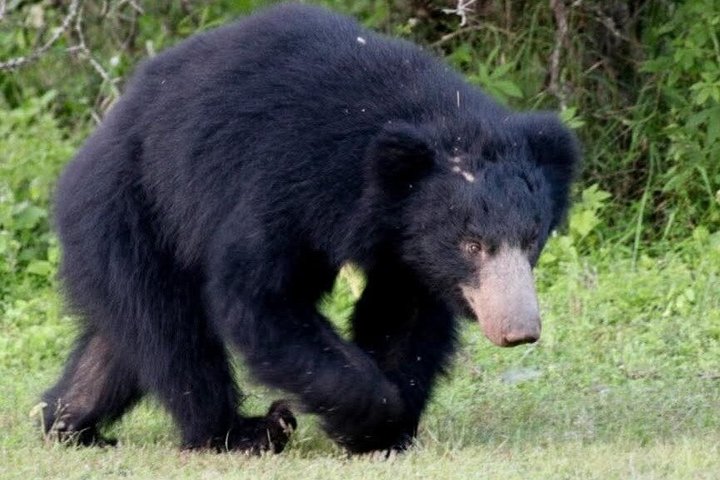 Full day / Half Day WildlifeAdventure in Yala-National-Park
