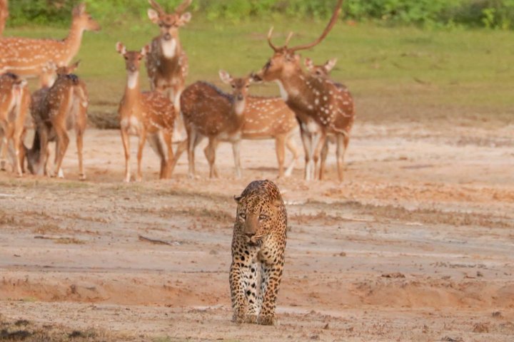 Full day / Half Day WildlifeAdventure in Yala-National-Park