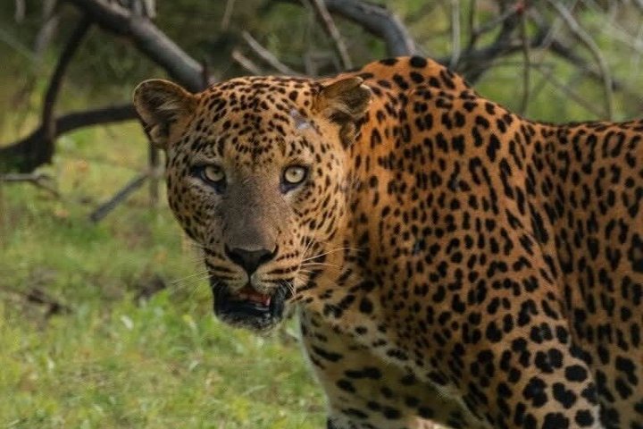 Full day / Half Day WildlifeAdventure in Yala-National-Park