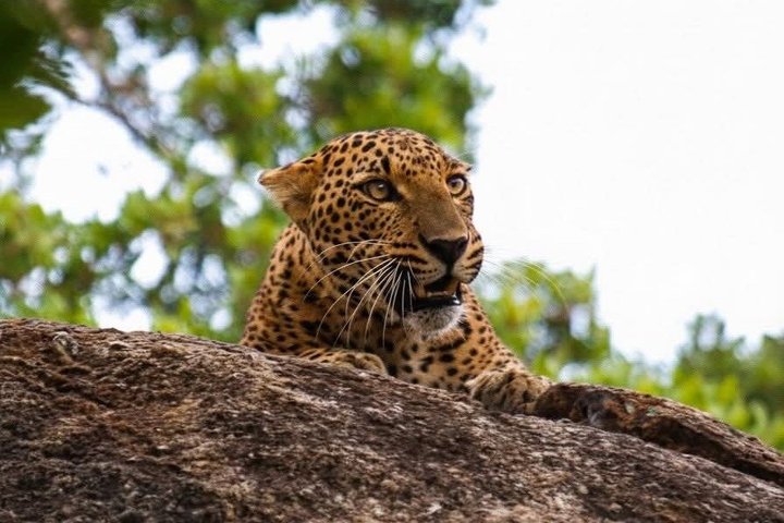Full day / Half Day WildlifeAdventure in Yala-National-Park
