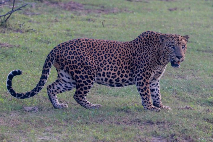 Full day / Half Day WildlifeAdventure in Yala-National-Park
