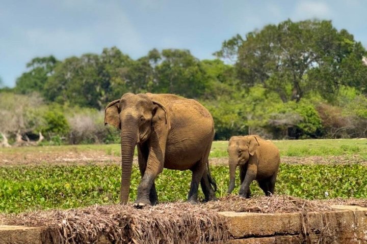 Full day / Half Day WildlifeAdventure in Yala-National-Park
