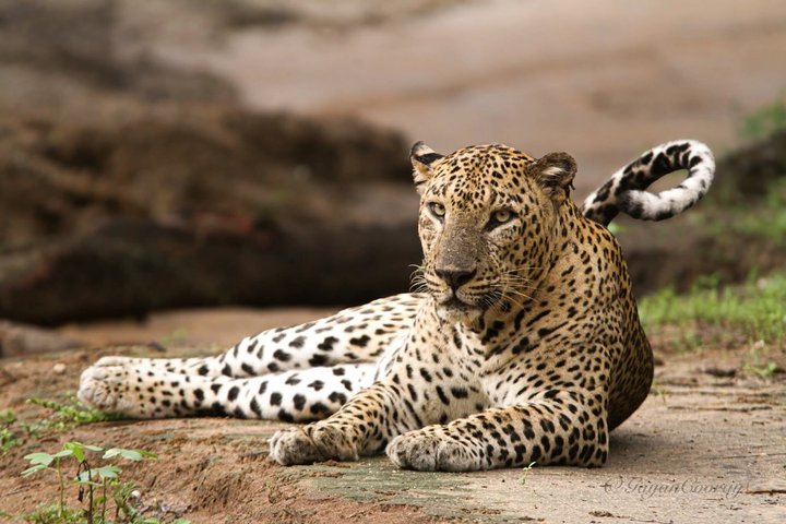 Full day / Half Day WildlifeAdventure in Yala-National-Park