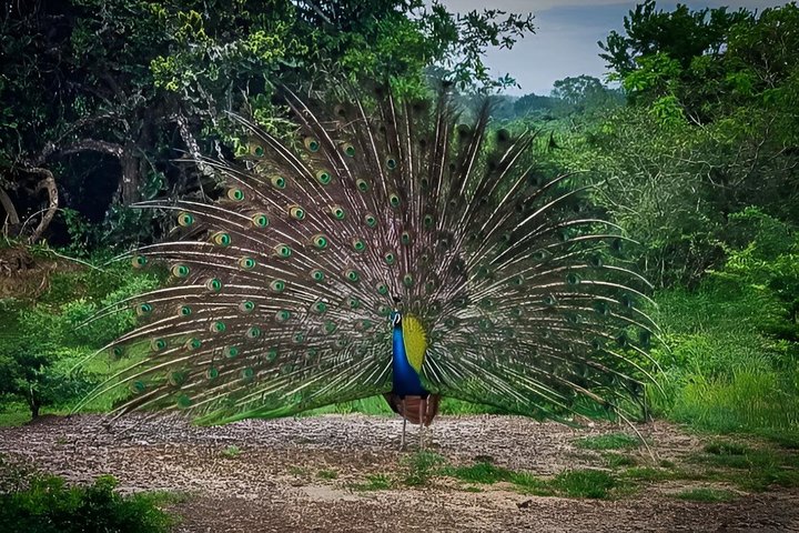 Full day / Half Day WildlifeAdventure in Yala-National-Park