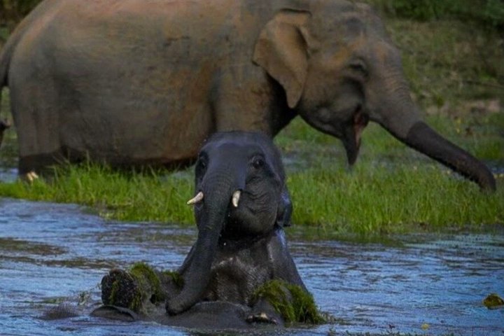 Full day / Half Day WildlifeAdventure in Yala-National-Park