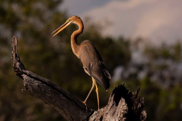 Full day / Half Day WildlifeAdventure in Yala-National-Park