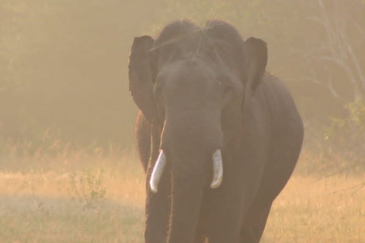 Full day / Half Day WildlifeAdventure in Yala-National-Park