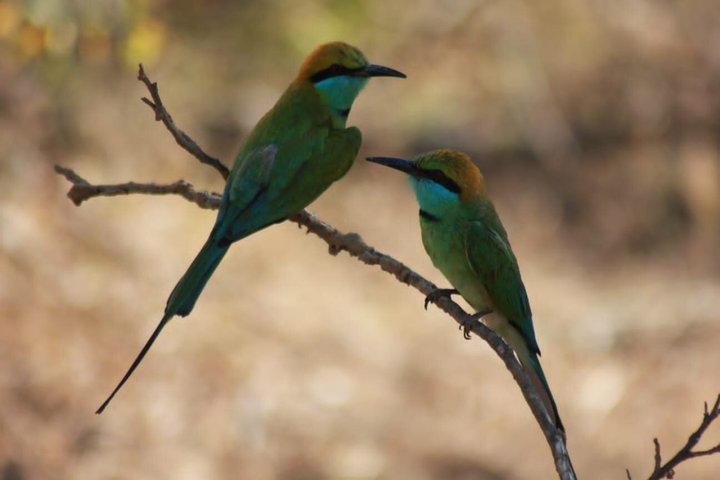 Full day / Half Day WildlifeAdventure in Yala-National-Park