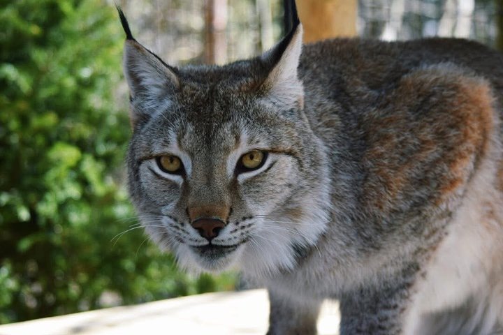 Two Rivers Wildlife Park Tour