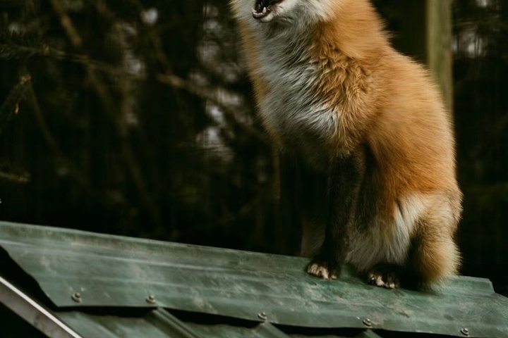 Two Rivers Wildlife Park Tour
