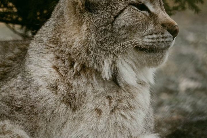 Two Rivers Wildlife Park Tour